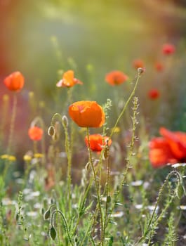 blooming red poppies in a field in the sunset, summer evening, close up