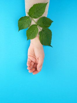 female hand and green leaves, top view, concept of anti-aging procedures for rejuvenating and moisturizing the skin 