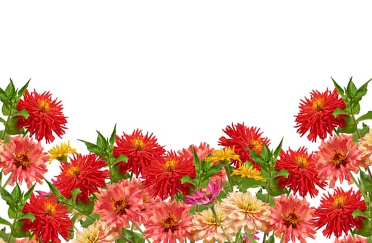 bouquet of yellow, pink, red buds of blooming zinnia isolated on white background, festive backdrop