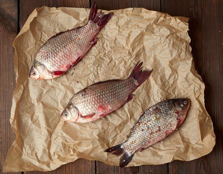 whole fresh crucian fish with scales on a crumpled brown piece of paper, top view