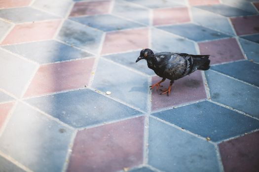 Only one pigeon standing on the tile floor for animal and poultry concept