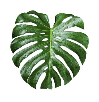 Monstera deliciosa tropical leaf and water drop isolated on white background with clipping path