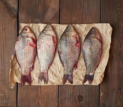 whole fresh crucian fish with scales on a crumpled brown piece of paper, close up