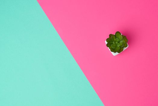white ceramic pot with plant on a pink green background, copy space, top view