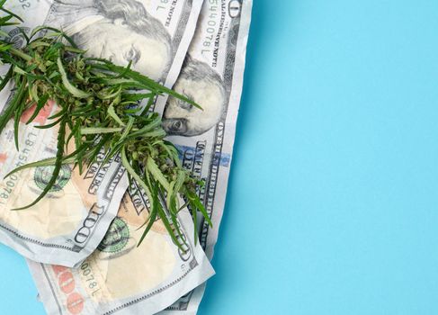 banknotes of american dollars and green leaf of hemp on a blue background, concept of making money on illegal business