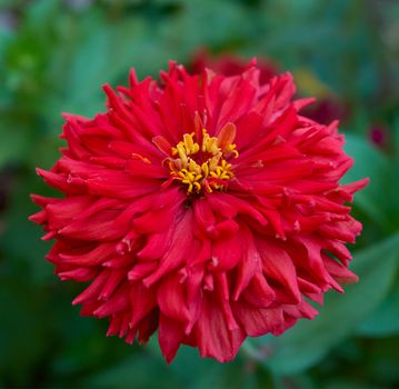 red Zinnia genus of annual and perennial herbs and dwarf shrubs of the Astrov family, selective focus 