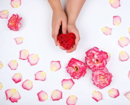 female hands hold red heart, white background with pink rose petals, top view, holiday backdrop 