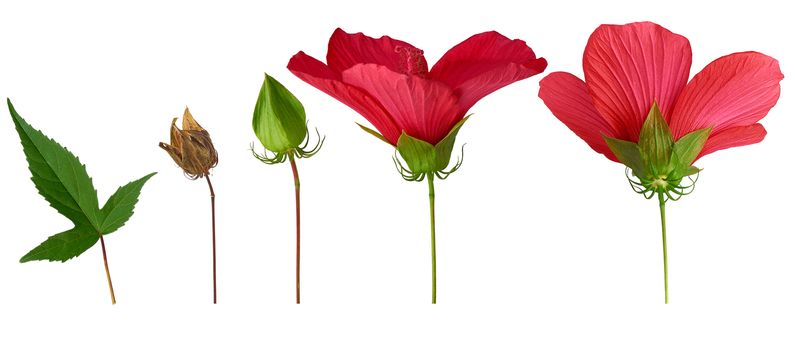 set of different parts of a hibiscus flower: green leaf, bud, dry seed box and unopened bud, objects Hibiscus rosa-sinensis are isolated on a white background