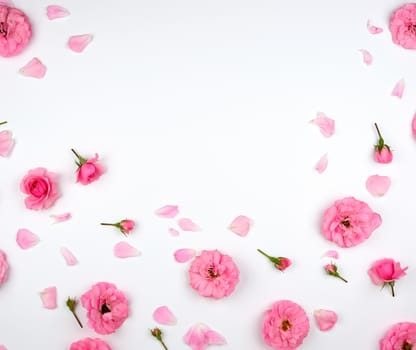blooming buds of pink roses on a white background, top view, full frame, flat lay, copy space