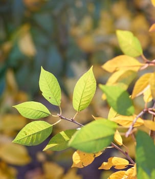 cherry branch with green and yellow leaves in autumn sunny day, selective focus