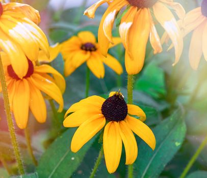 fading yellow Yellow rudbeckia , close up, autumn day