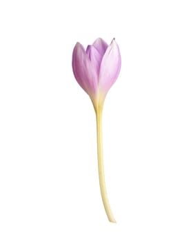 unblown bud of a purple crocus flower on a long stem, white background