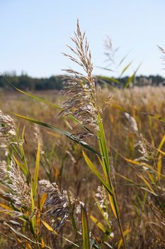 dry stalks of reeds at the pond sway in the wind on an autumn day, Ukraine