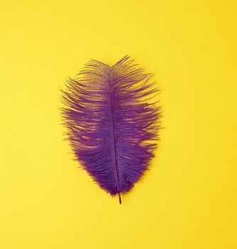 purple feather on a yellow background, top view, flat lay