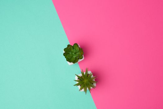 two ceramic pots with plants on a pink green background, copy space, top view