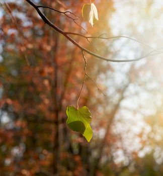  branches with green leaves in the sunshine on an autumn afternoon