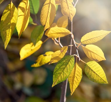 cherry branch with green and yellow leaves in autumn sunny day, selective focus