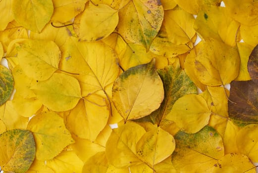 many yellowed dry apricot leaves, full frame, autumn backdrop, copy space