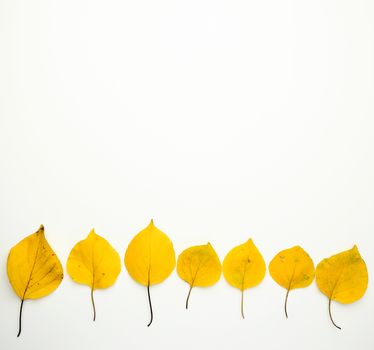 yellow dried apricot leaves on a white background, autumn backdrop, copy space