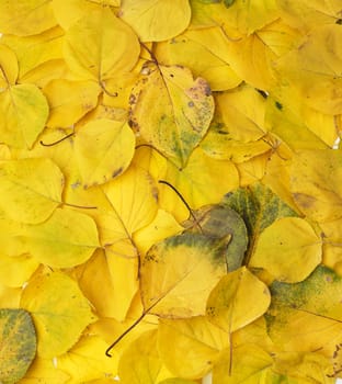 many yellowed dry apricot leaves, full frame, autumn backdrop, copy space