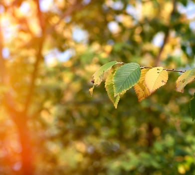 branches with green leaves in the sunshine on an autumn afternoon, close up