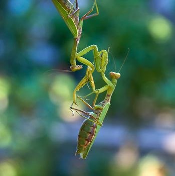 two big green praying mantis on a branch, close up, blurred background 