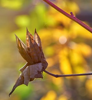 dry hibiscus box with seeds in the autumn garden, close up