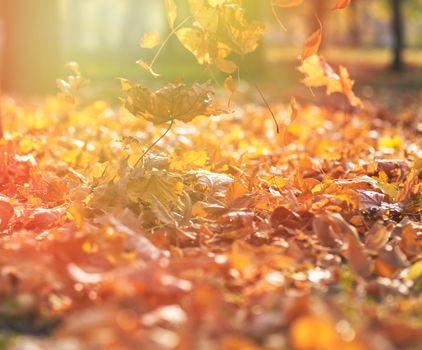 dry yellow maple leaves on the ground, selective focus, autumn city park with yellowed leaves on the trees in the sun, day