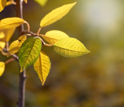 cherry branch with green and yellow leaves in autumn sunny day, selective focus