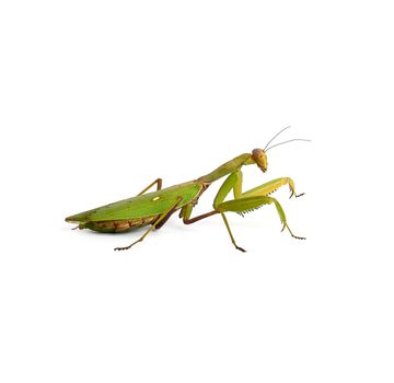 green mantis with long antennas stands sideways, close up