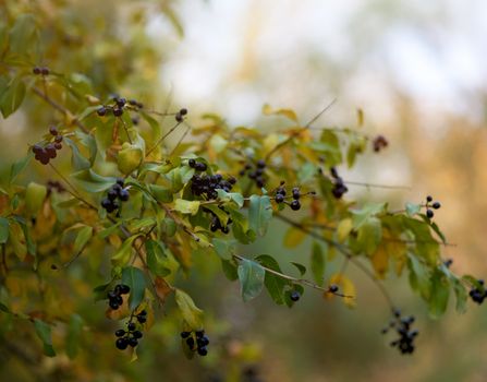 Ligustrum vulgare ripened in the autumn park, close up