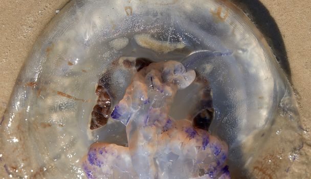 dead jellyfish on the Black Sea shore on a summer day, Ukraine village of Iron Port