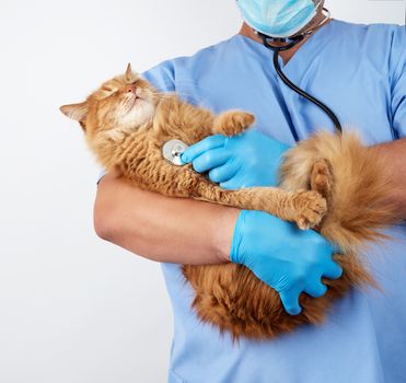 Veterinarian in blue uniform and sterile latex gloves holds and examines a big fluffy red cat, white background