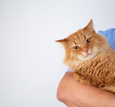 portrait of an adult cat, animal hold by hand on a white background