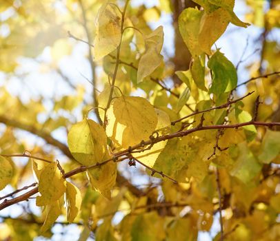 apricot tree branch with green and yellow leaves, close up