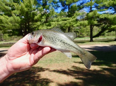Large Mouth Bass held with a green trees background