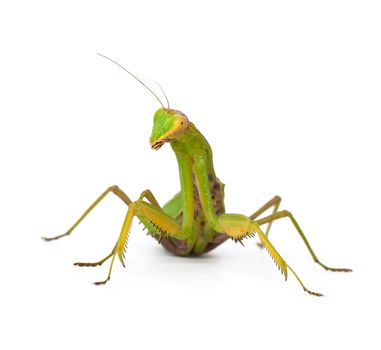 large green mantis on a white background looks at the camera, close up