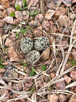 Killdeer nest and eggs in the wilderness