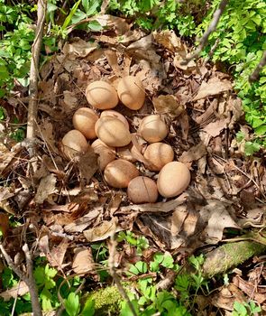 Turkey nest full of eggs in the wilderness
