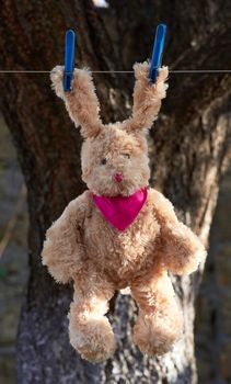 hare with long ears hang on a clothesline after washing and dry, autumn day