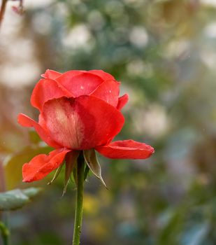 buds of pink blooming roses in the garden, green background, close up