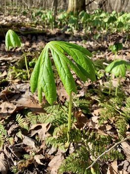 Podophyllum peltatum or Mayapple plant growing in the wilderness with many plants in the background. Focus on the closest plant