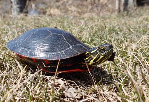 Painted Turtle in the sunshine in the wilderness