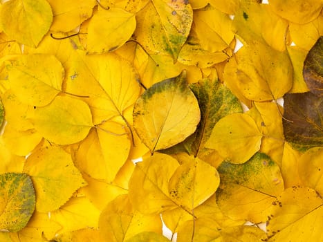 many yellowed dry apricot leaves, full frame, autumn backdrop, copy space
