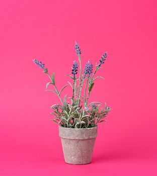 gray ceramic pot with a growing bush of lavender on a pink background, close up