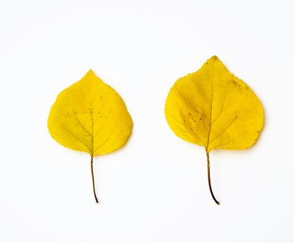 two yellow dried apricot leaves on a white background, autumn backdrop
