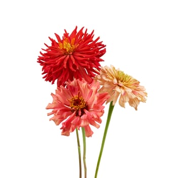 pink, red blooming zinnia buds on a green stem isolated on a white background, close up