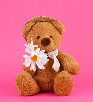 cute brown teddy bear in a straw hat holds a white daisy, a toy sits on a pink background