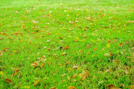 Green grass with dry leaves falling on