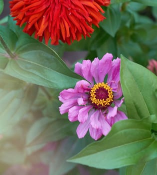 blooming multicolored flowers zinnia summer day, top view